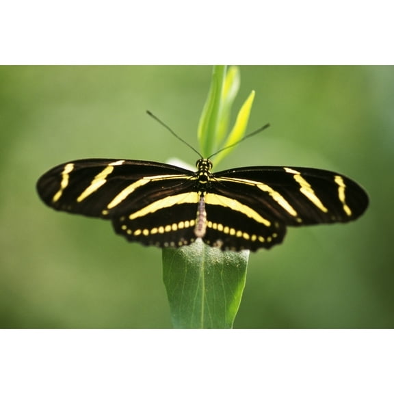 Posterazzi DPI1788373LARGE Butterfly Poster Print by Natural Selection Craig Tuttle, 36 x 24 - Large