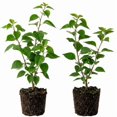 2 Raspberry Ice Bougainvillea Plants, Flower Live Plant, 4-7