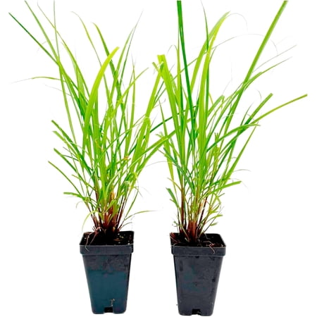 2 Cymbopogon Citratus – Live West Indian Lemongrass Plants in 2.5" Nursery Cubes | Evergreen Perennial Herb with Natural Citrus Scent for Home & Garden
