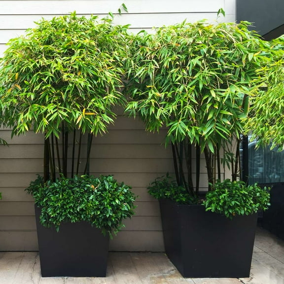 Brighter Blooms - Black Bamboo Tree, 2-3 ft. - No Shipping to AK, AZ, HI, ME, NY