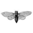 thumbnail image 3 of CafePress - Cicada White T Shirt - Men's Classic T-Shirts, 3 of 4