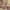 Cream/Red, variant on Nourison Grafix Persian Olive 5'3" x 7'3" Area Rug (5x7)