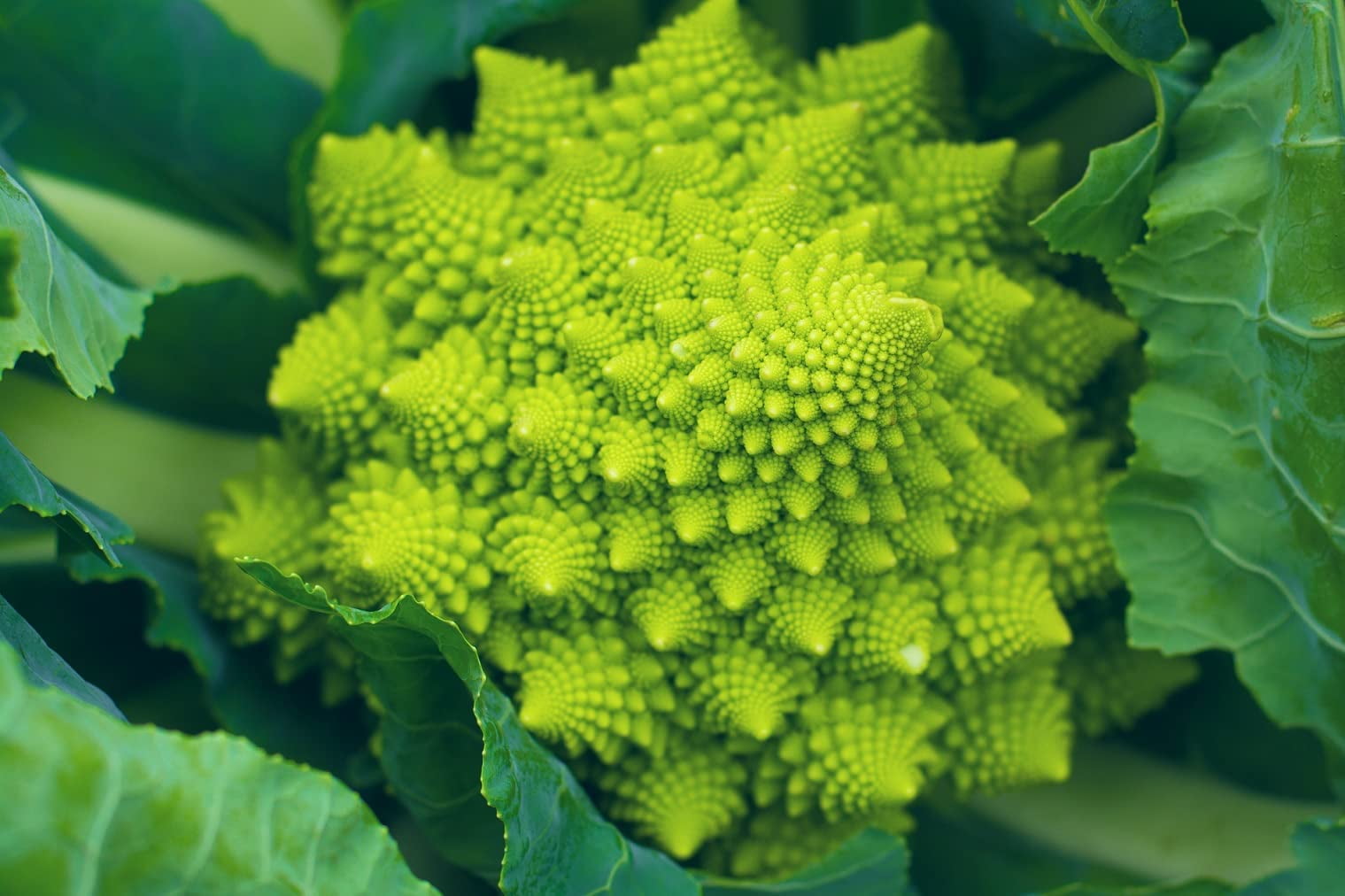 Romanesco Broccoli 250+ Seeds for Planting (Brassica oleracea) | Made ...