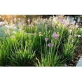 thumbnail image 4 of Society Garlic  10 Live Quart Size Plants  Tulbaghia Violacea  Butterfly Attracting Flowering Groundcover, 4 of 7