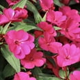 thumbnail image 3 of 2.5 in. Impatiens Compact Hot Pink Live Annual SunPatiens With Full Sun (3-Pack), 3 of 10
