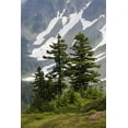 thumbnail image 2 of Paulson, Don 17x24 White Modern Wood Framed Museum Art Print Titled - WA, North Cascades NP Mountain hemlock trees, 2 of 4