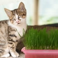 thumbnail image 3 of Miangastore Household Planting Box Pink Plastic 1Pack, 3 of 9