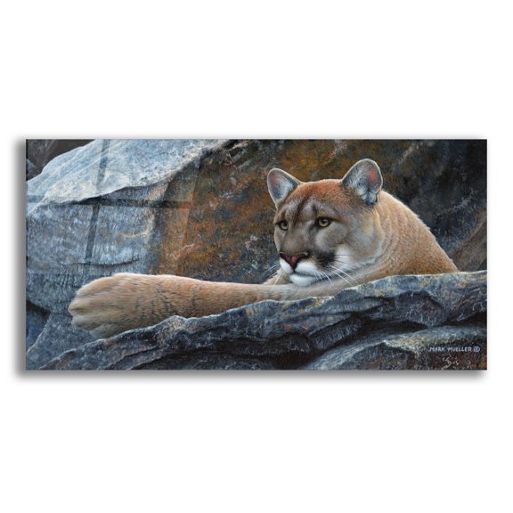 Epic Art 'Between a Rock and a Hard Place - Cougar' by Mark Mueller Wildlife Art, Acrylic Glass Wall Art, 24"x12"