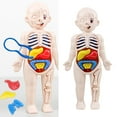 thumbnail image 3 of Modelo de anatomía del cuerpo humano para niños, órgano de aprendizaje educativo, juguete ensamblado, herramienta de enseñanza de órganos corporales, 3 of 8