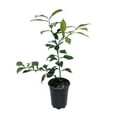thumbnail image 3 of Rare Yuzu Citrus Tree - Indoors/Out -  No Ship to Tx,Fl,Az,Ca,La,Hi - 5" Pot, 3 of 4