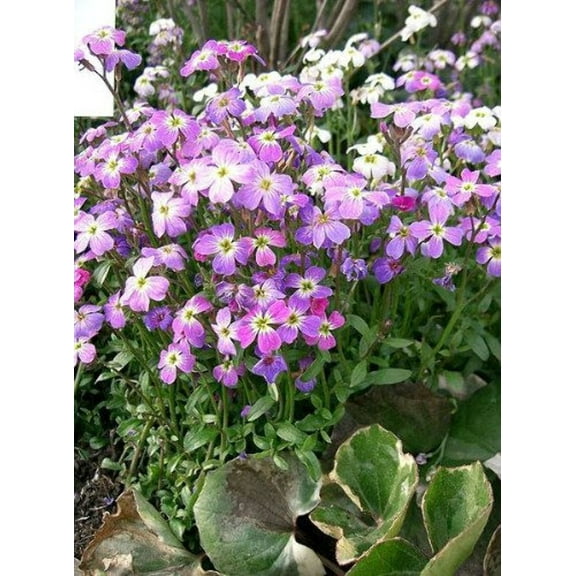 1000 EVENING (night) SCENTED STOCK Matthiola Longipetala Bicornis Flower Seeds