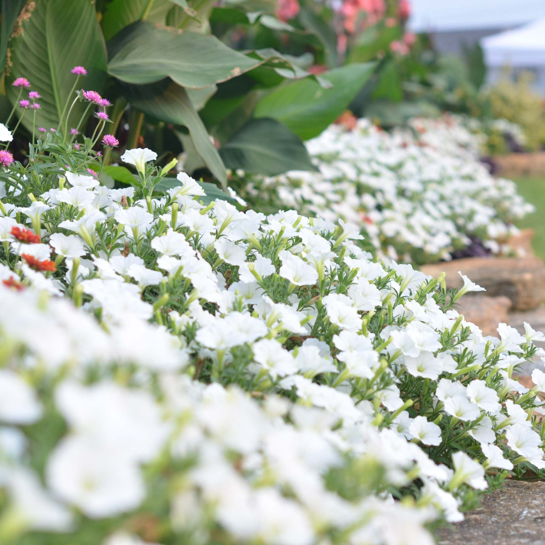 Proven Winners 4" White Supertunia Vista Snowdrift Petunia Live Plant in 4.25" Pot (4 Count)