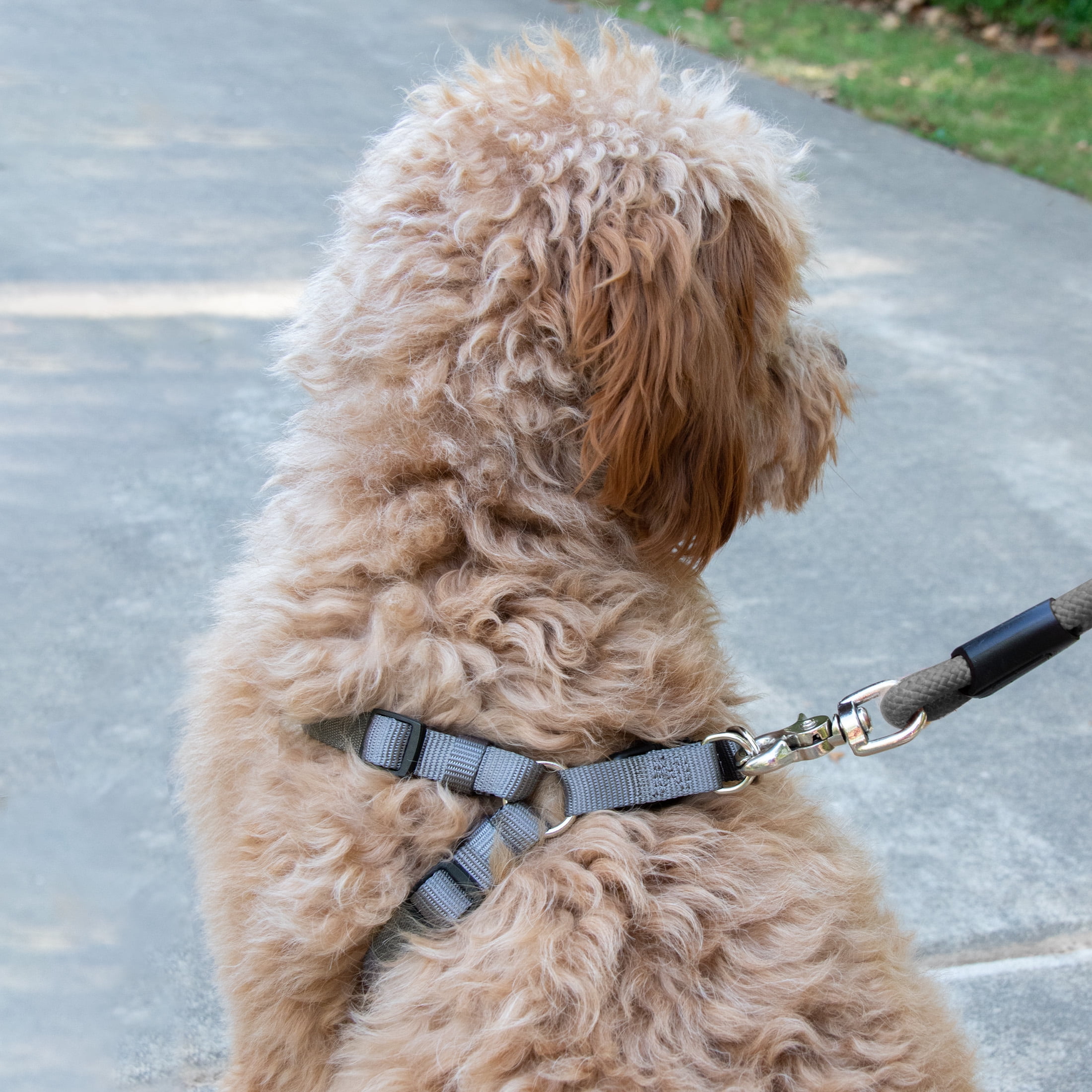 Vibrant Life, Mesh Adjustable Dog Walking Pet Harness, Black, Size Small