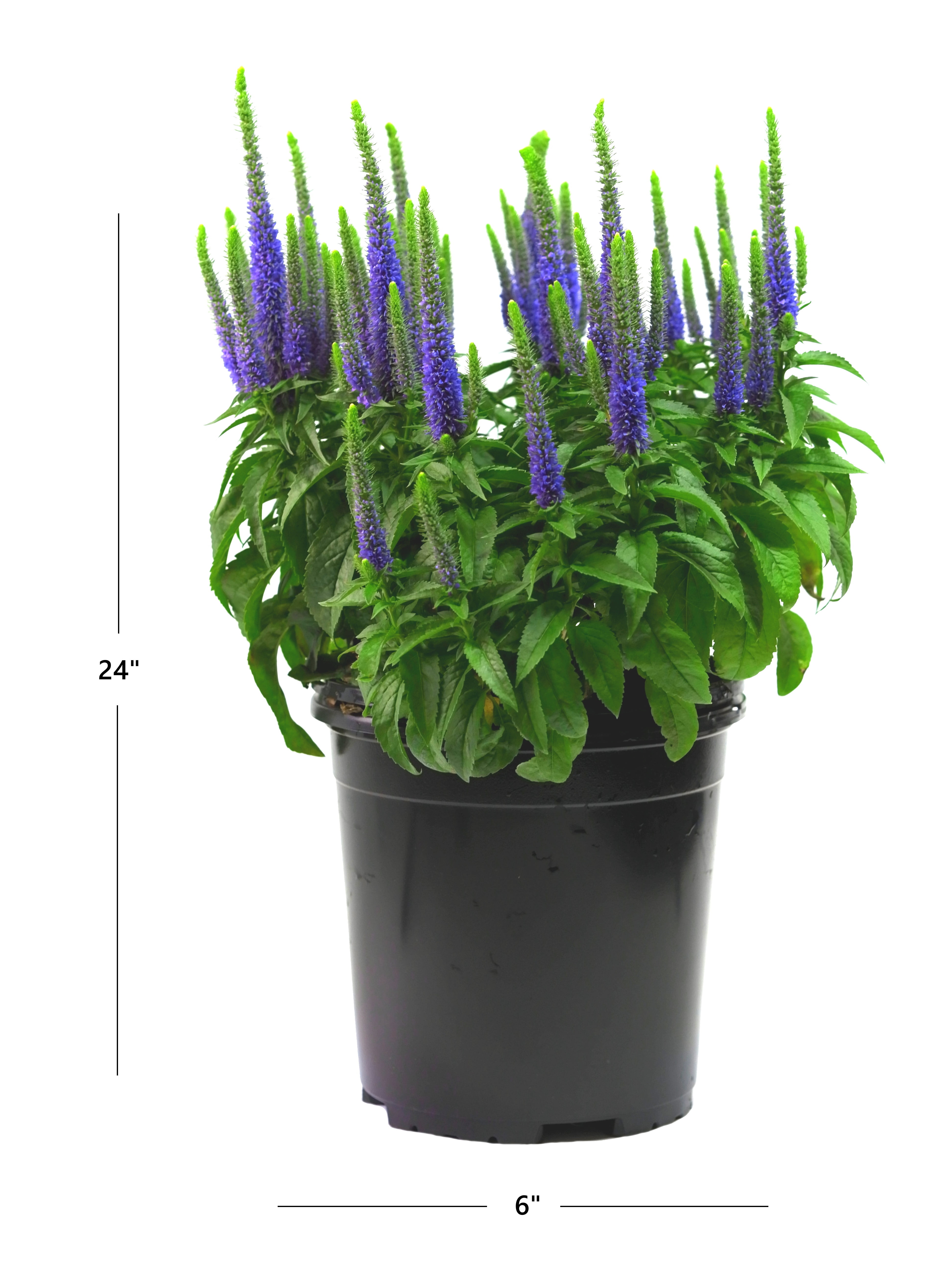 329fc0a6-ccdf-4113-bbd4-