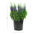 thumbnail image 2 of Expert Gardener Outdoor Live Plant Veronica Speedwell Royal Candles Purple 2.5QT, Sun, 2 of 7