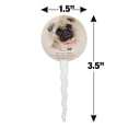 thumbnail image 6 of Pug Dog Breed Cupcake Picks Toppers Decoration Set of 6, 6 of 7