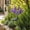 Solar Flower Lights Under $5 a4, variant on Fufafayo Solar Flower Lights, Outdoor LED Stake Lights with Lycoris Sunflower Lavenders, Garden Decor for Pathway, Yard or Patio, Illuminating Floral Design