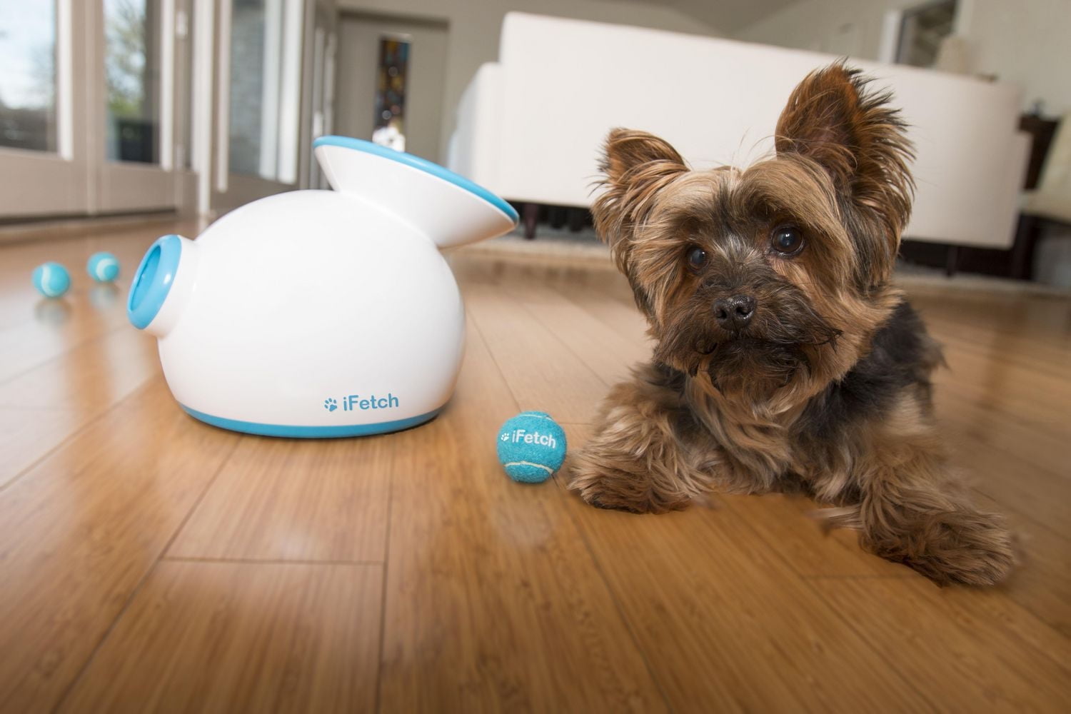 iFetch Lanceur de balle automatique pour chiens