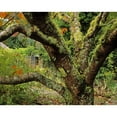 thumbnail image 2 of Posterazzi DPI1798233LARGE Lichen Covered Apple Tree Walled Garden Ilnacullin Co Cork Ireland Poster Print by The Irish Image Collection, 32 x 24 - Large, 2 of 4