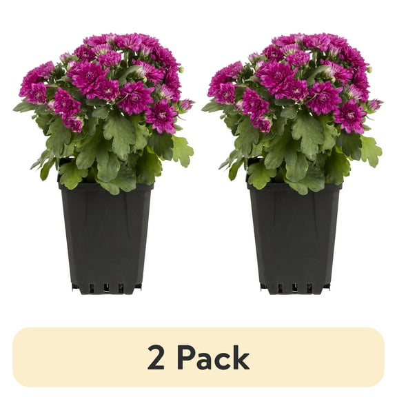 (2 pack) Expert Gardener 1.0PT Purple Mum Live Plant in Grower Pot