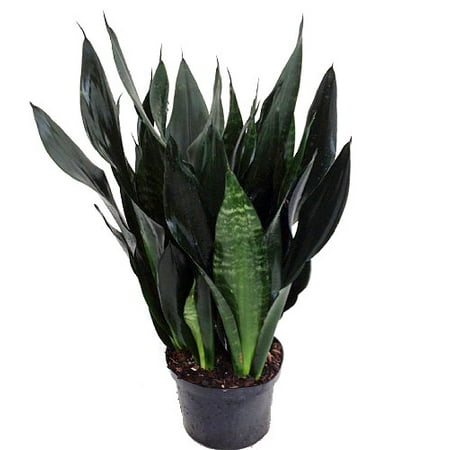 Robusta Black Snake Plant - Sanseveria - Almost Impossible to kill -6