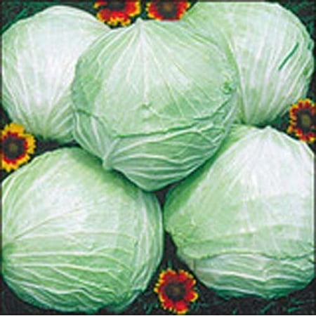 Brassica Cabbage - Cabbage Late Flat Dutch Great Heirloom Vegetable 400 Seeds