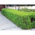 thumbnail image 3 of Japanese Boxwood  3 Extra Large 3 Gallon Plants  Dense & Evergreen Shrub, Ideal for Elegant Hedges, Topiary, Borders, and Landscape Design, Hardy & Drought Tolerant, 3 of 7
