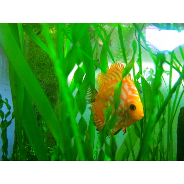Discus Orange In The 756 L Tank Of My Friend Christophe Cagaƒae A A Aƒa Sa A C Inch By 30 Inch Laminated Poster With Bright Colors And Vivid Imagery Fits Perfectly In Many Attractive Frames Walmart Com