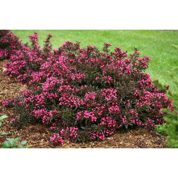 Spilled Wine Weigela-Compact Shrub-Vibrant Foliage  3 Gallon