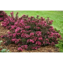 Spilled Wine Weigela-Compact Shrub-Vibrant Foliage 3 Gallon