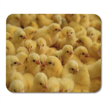 SIDONKU Yellow Baby Lot of Little Chickens in Farm Poultry Hatchery Hen Mousepad Mouse Pad Mouse Mat 9x10 inch