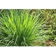 thumbnail image 2 of CZ Grain 100 Lemongrass Plant Seeds, Highly Desired Annual Grass for Culinary Use, 2 of 2