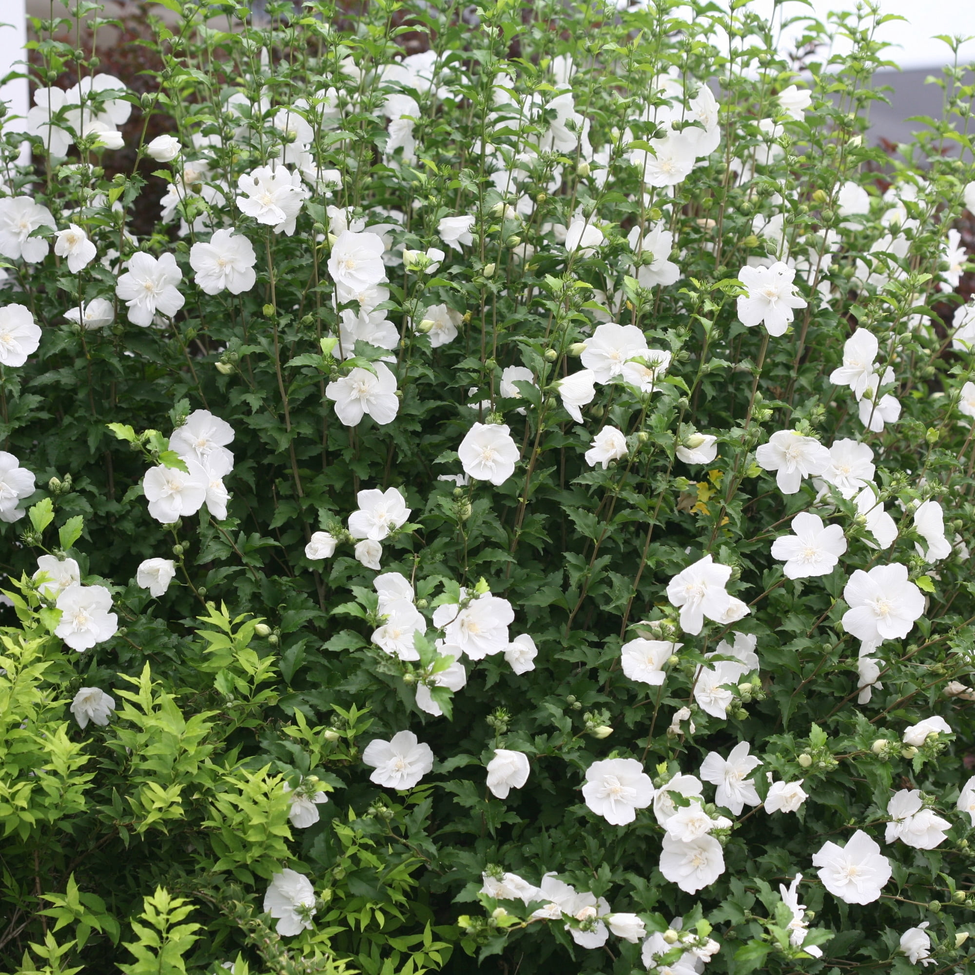 Proven Winners ColorChoice 6" White Chiffon Rose of Sharon Live Plant in 7.5" Pot