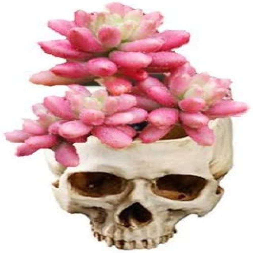 Gold Nobranded Resin Skeleton Skull Head Flower Pot Figurine Skull Candy Bowl Multifunctional Tabletop Storage Tank Skeleton Model Home Table Decor Ornament Gold Nobranded Resin Skeleton Skull Head Flower Pot Figurine Skull Candy Bowl Multifunctional Tabletop Storage Tank Skeleton Model Home Table Decor Ornament