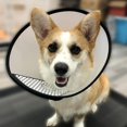 thumbnail image 2 of Company Of Animals Smart Dog Recovery Collar Size Neck Size 32-39cm(1 Pcs Clear Color), 2 of 4