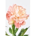 thumbnail image 4 of 28" Faux Peach Peony Stem, 4 of 6