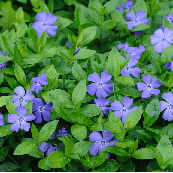 Set 50 Blue Vinca Minor Periwinkle Creeping Myrtle Perennial Evergreen Ground Cover Plants 4-6"Tall
