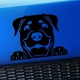 thumbnail image 1 of Peeking Rottweiler - Vinyl Car Decal - Choose Color - [BLACK], 1 of 1