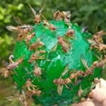 thumbnail image 4 of Pedty 3 Fruit Fly Balls,Sticky insect Ball Fruit Fly Trap Green 3Pcs,2/3/4Pcs Hanging Flyball Sticky Fruit Flower Pot Outside Balcony Garden Fruit Fly Yellow Green Fly Fruit Fly Melon Fruit Fly, 4 of 6