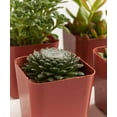 thumbnail image 3 of Home Botanicals Green Succulent (Collection of 12), 3 of 3