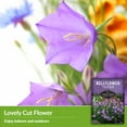 thumbnail image 4 of 2 Packs Tussock Bellflower Seed - Campanula Carpatica - Heirloom Perennial Full Sun Flowers, 4 of 5