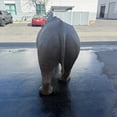 thumbnail image 6 of Rhinoceros Life Size Statue, 6 of 7