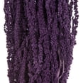 thumbnail image 2 of Vickerman 30" Violet Amaranthus Bundle, Preserved, 2 of 4