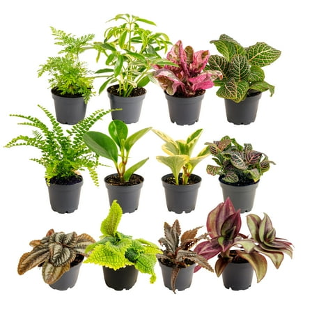 Costa Farms 4" Tiny Plants Assorted Live House Plants in 4" grower Pot 12 (Count)