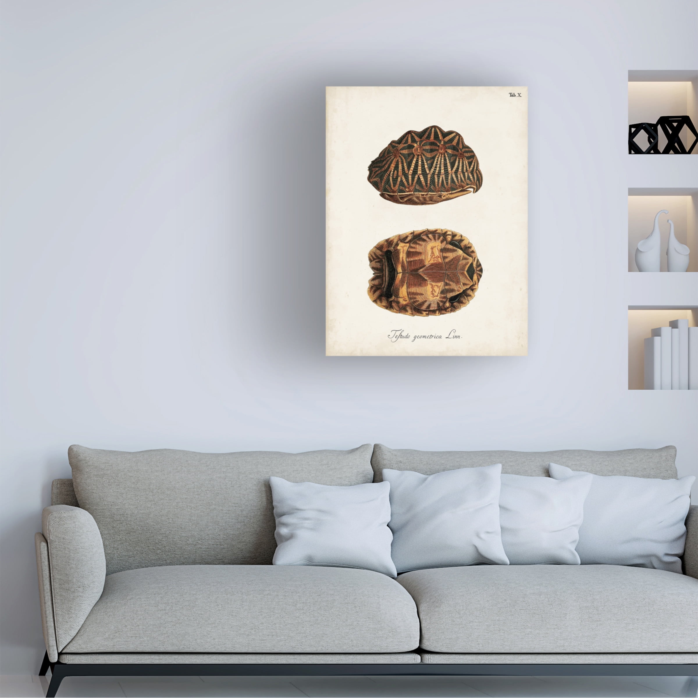 Unknown 'Antique Turtles & Shells I' Canvas Art