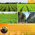 thumbnail image 4 of Té de hierbas natural TOG999 Anti-Inflammaherb, 120 sobres, 4 of 9