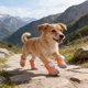 thumbnail image 3 of 2 botines de malla todoterreno para perros, transpirables, con suelas antideslizantes y ajuste de dial, protectores de patas para pavimento caliente, paseos al aire libre en verano y senderismo., 3 of 8