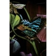 thumbnail image 3 of Kohler  6.1 x 21.1 x 14.5 in. Dutchmaster Rectangular Vessel Sink, Midnight Floral, 3 of 7