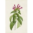 thumbnail image 2 of Unknown  17x24 Black Ornate Wood Framed with Double Matting Museum Art Print Titled - Pretty Pink Botanicals VIII, 2 of 4