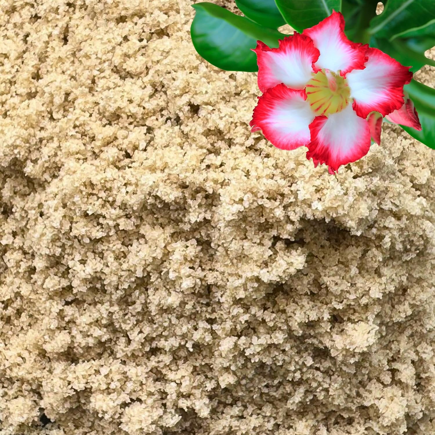 WJSP Fine Sand for Plants, Horticultural Sand for Succulents, Cactus, Potting Mixes, Terrariums & Decorative Indoor Gardens, 3 Quarts (8.4 lbs)